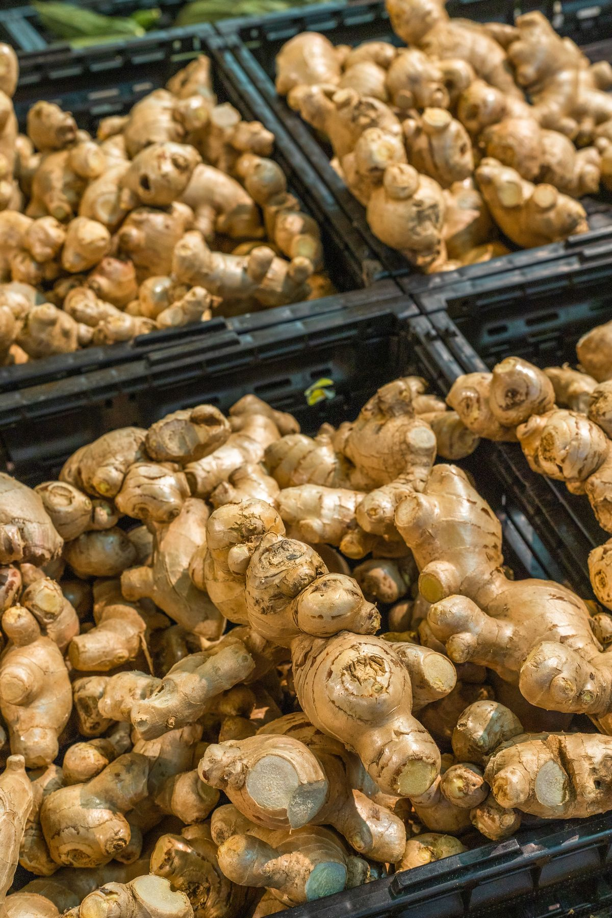 Ginger narrative image